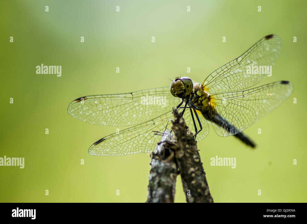Una chiusura/foto macro di una libellula che è su un ramoscello Foto Stock