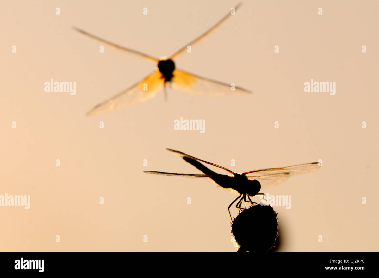 Volare e seduta libellule Vagrant darter (Sympetrum vulgatum). Regione di Kaluga, Russia Foto Stock