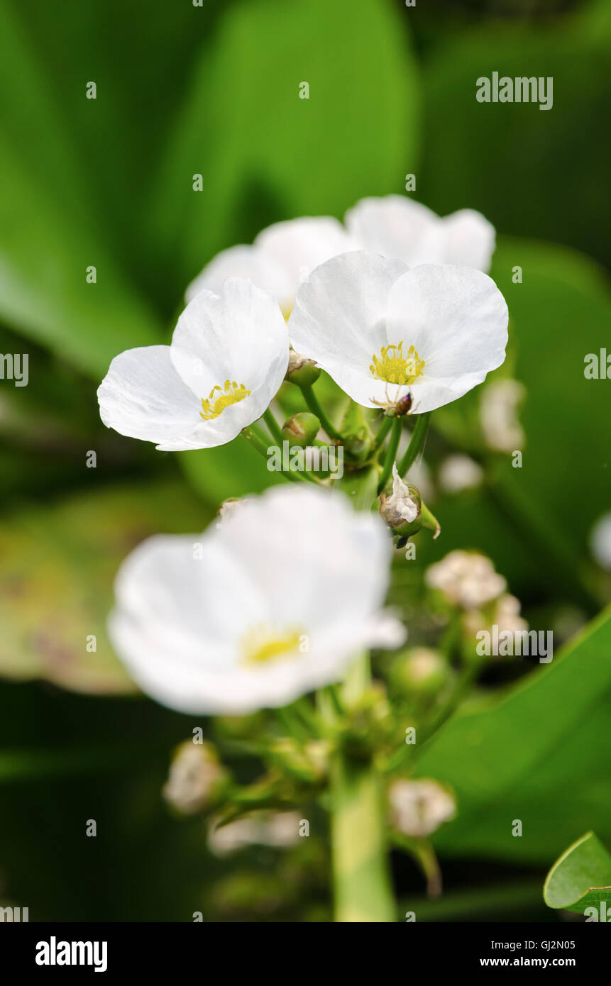 Piccolo e bellissimo fiore bianco di creeping Burhead o Echinodorus Cordifolius è una pianta acquatica Foto Stock