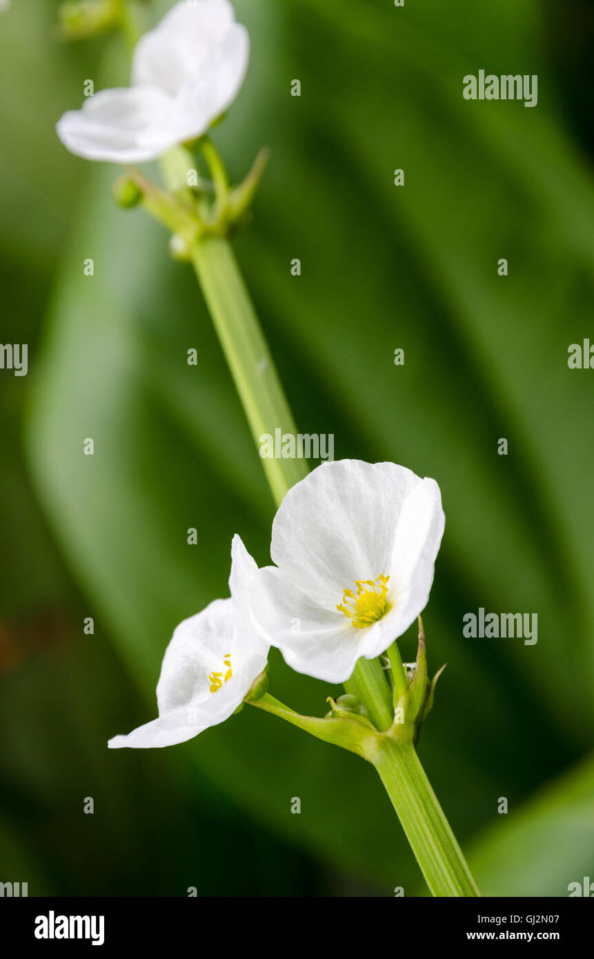Piccolo e bellissimo fiore bianco di creeping Burhead o Echinodorus Cordifolius è una pianta acquatica Foto Stock