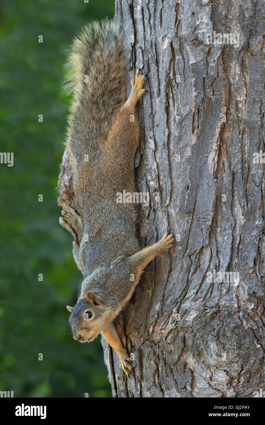 Eastern Fox Squirrel (Sciurus niger) climbing down tree trunk, Maple (Acer Species), e USA, di Skip Moody/Dembinsky Photo Assoc Foto Stock