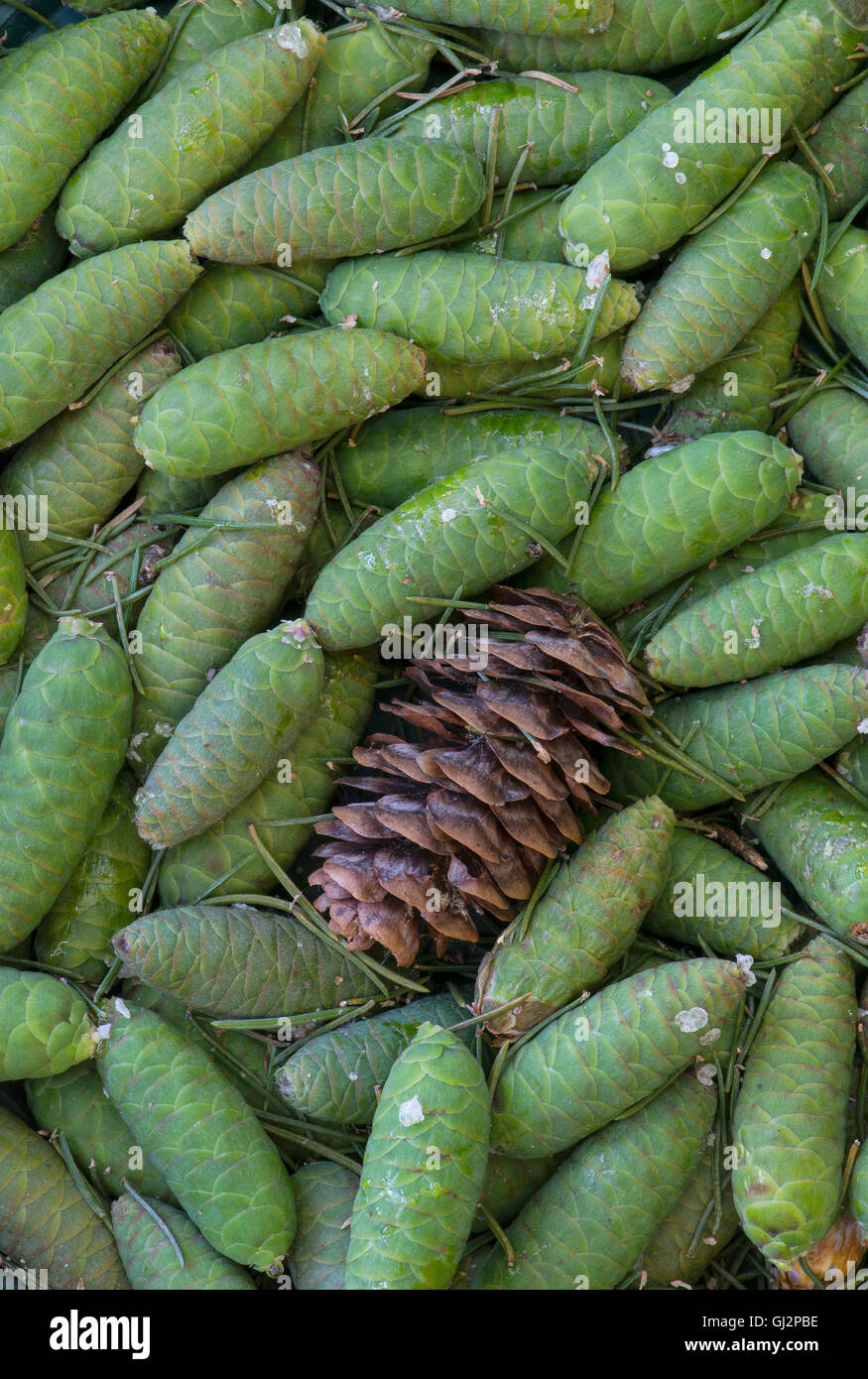 Blu albero di abete rosso giovane e maturo pigne ( Picea pungens ) per il Nord America Foto Stock