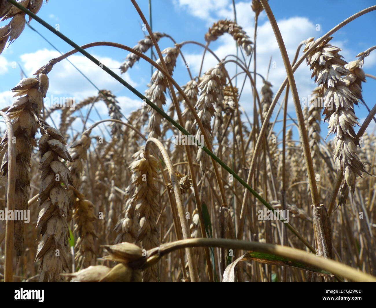 Orzo campo pronto per la mietitura Foto Stock