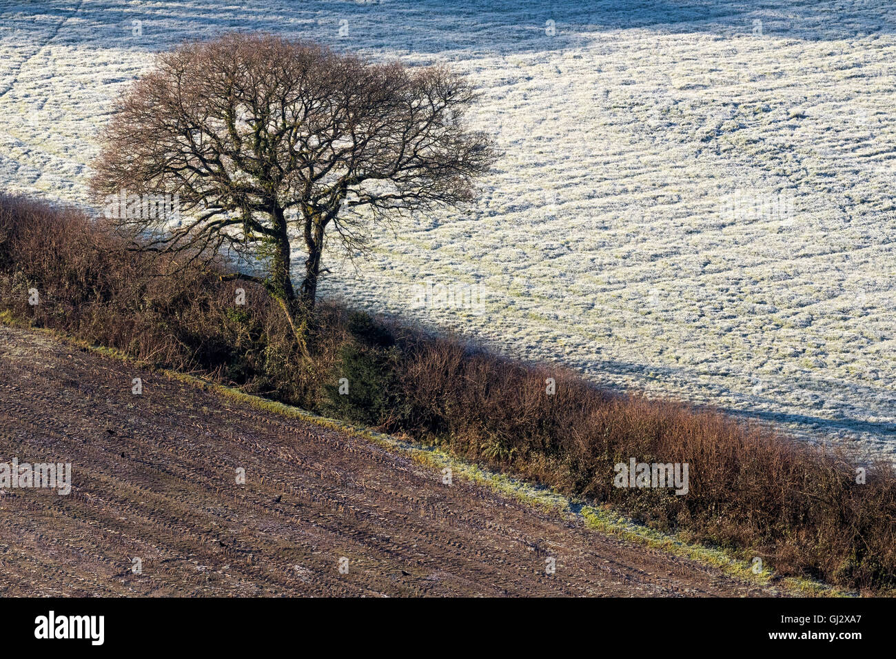 Frosty Campo, siepe e albero, Torridge Valley View: Torrington, Devon, Inghilterra. Foto Stock