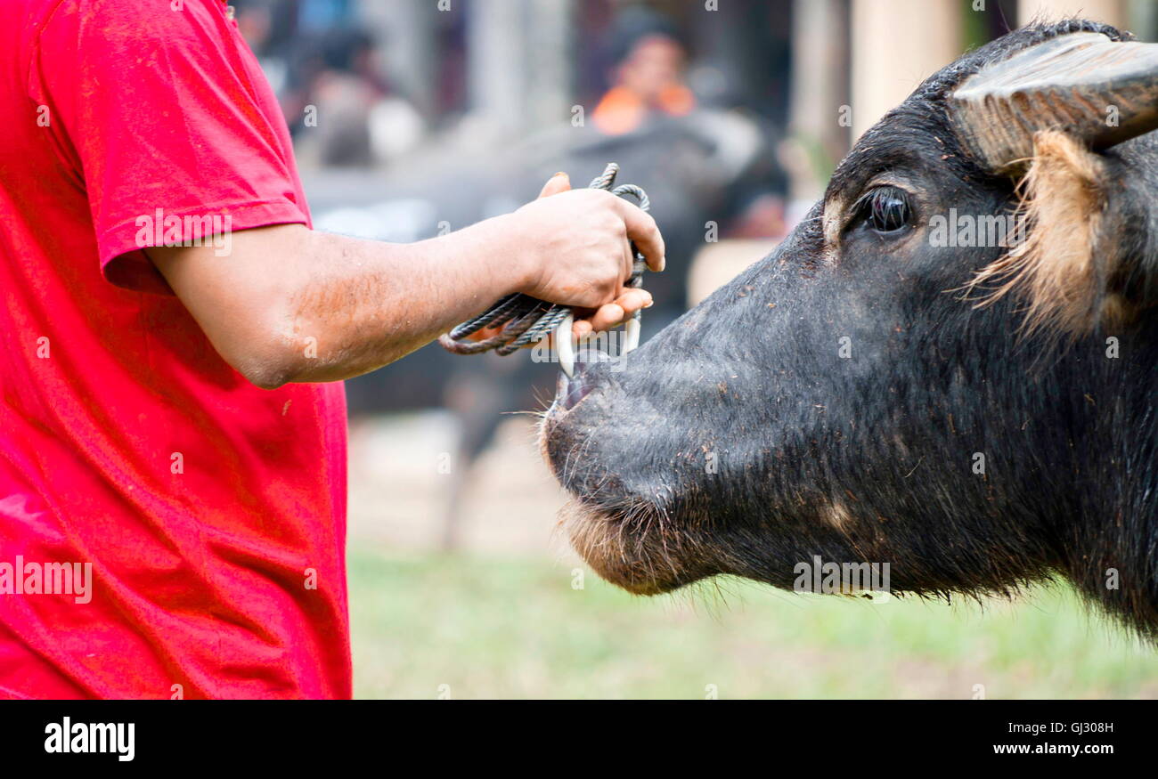 Drover e il suo buffalo Foto Stock
