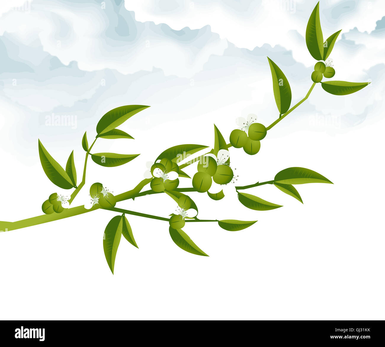 Ramo di albero Foto Stock