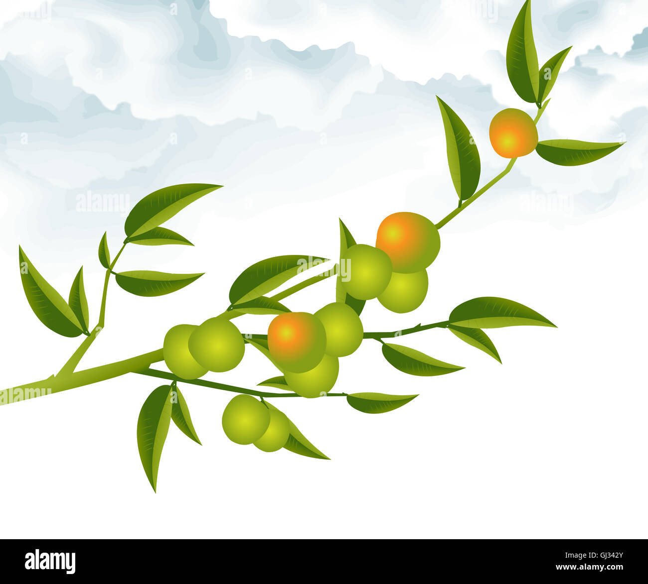 Ramo di albero Foto Stock