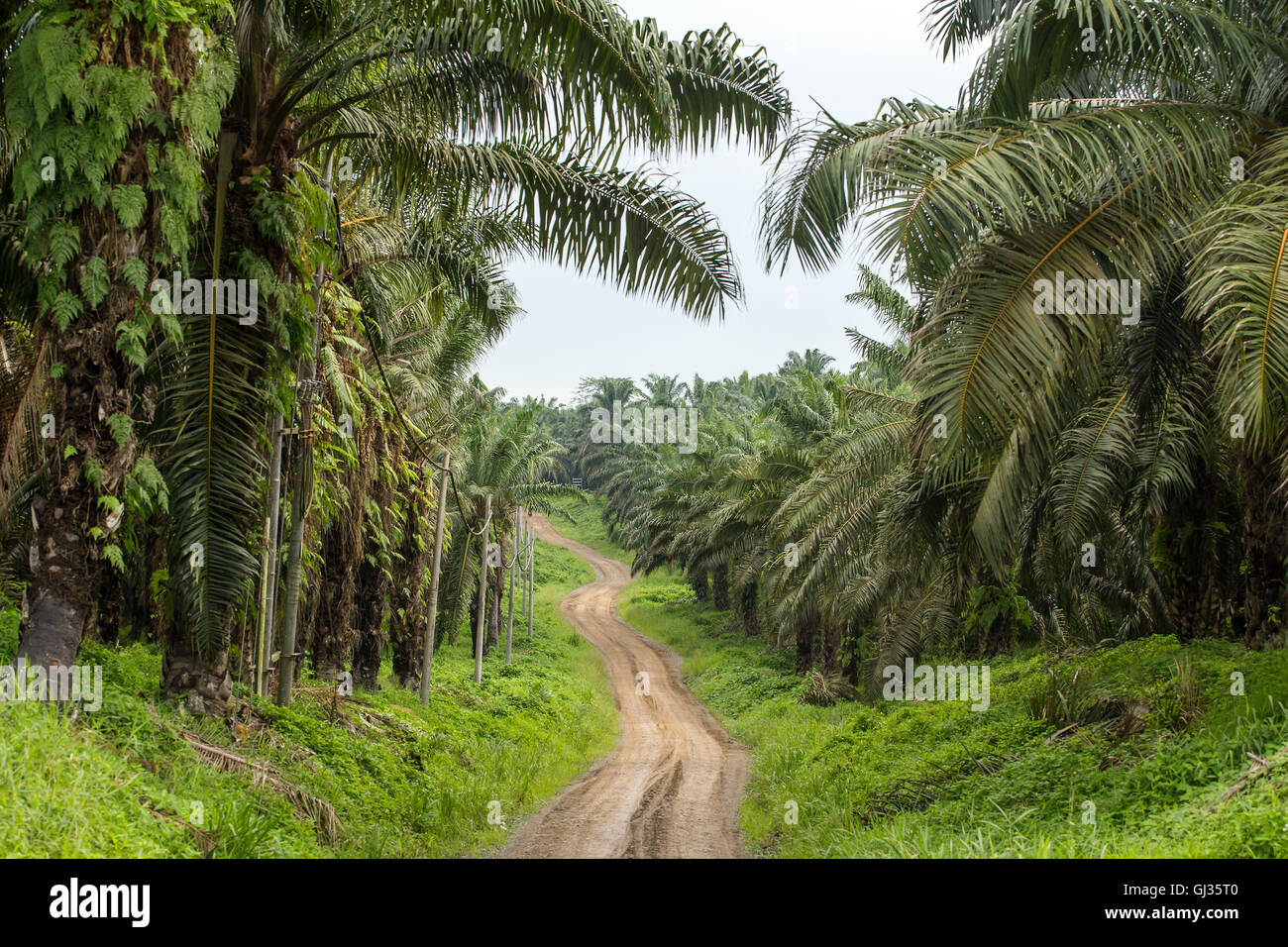 Strada vuota anche se Palm tree olio di piantagioni in Borneo, Malaysia Foto Stock