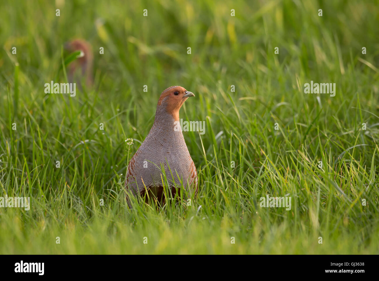 Timido grigio pernici / Rebhuehner ( Perdix perdix ) all'inizio. La luce del mattino a piedi attraverso il verde erba guardando intorno con cautela. Foto Stock