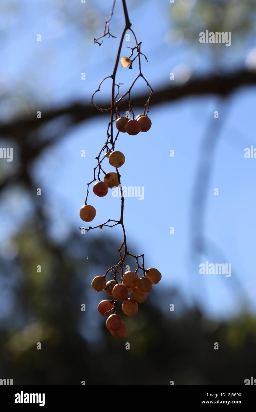 Mazzetto di peperoni ad albero del pepe vini, la Hunter Valley, Australia Foto Stock