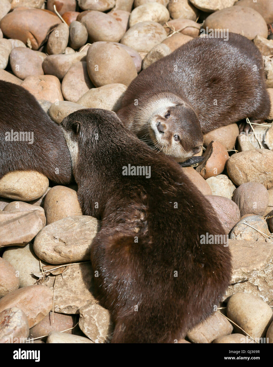 Oriental piccoli artigli di lontra famiglia dormire sulla roccia, Lazy gruppo di giovani asiatici a breve artigliato lontre. Foto Stock