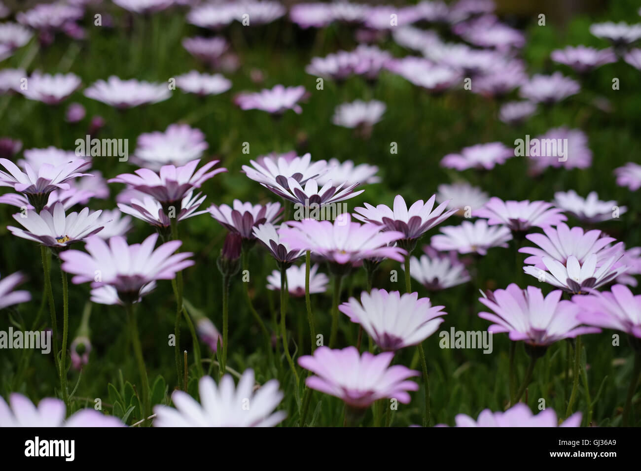 Viola ribaltato, Daisy bianca fiore. Asteraceae. Un gran numero di margherite visto dal lato. Foto Stock