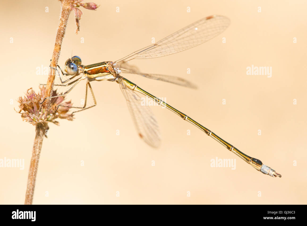 Un damselfly ( Lestes virens ), allevamento di sesso maschile nel periodo estivo Foto Stock