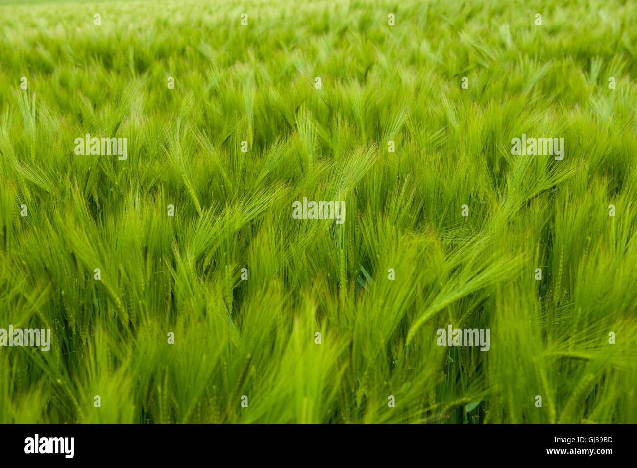 Telaio piena vista del verde campo di orzo Foto Stock