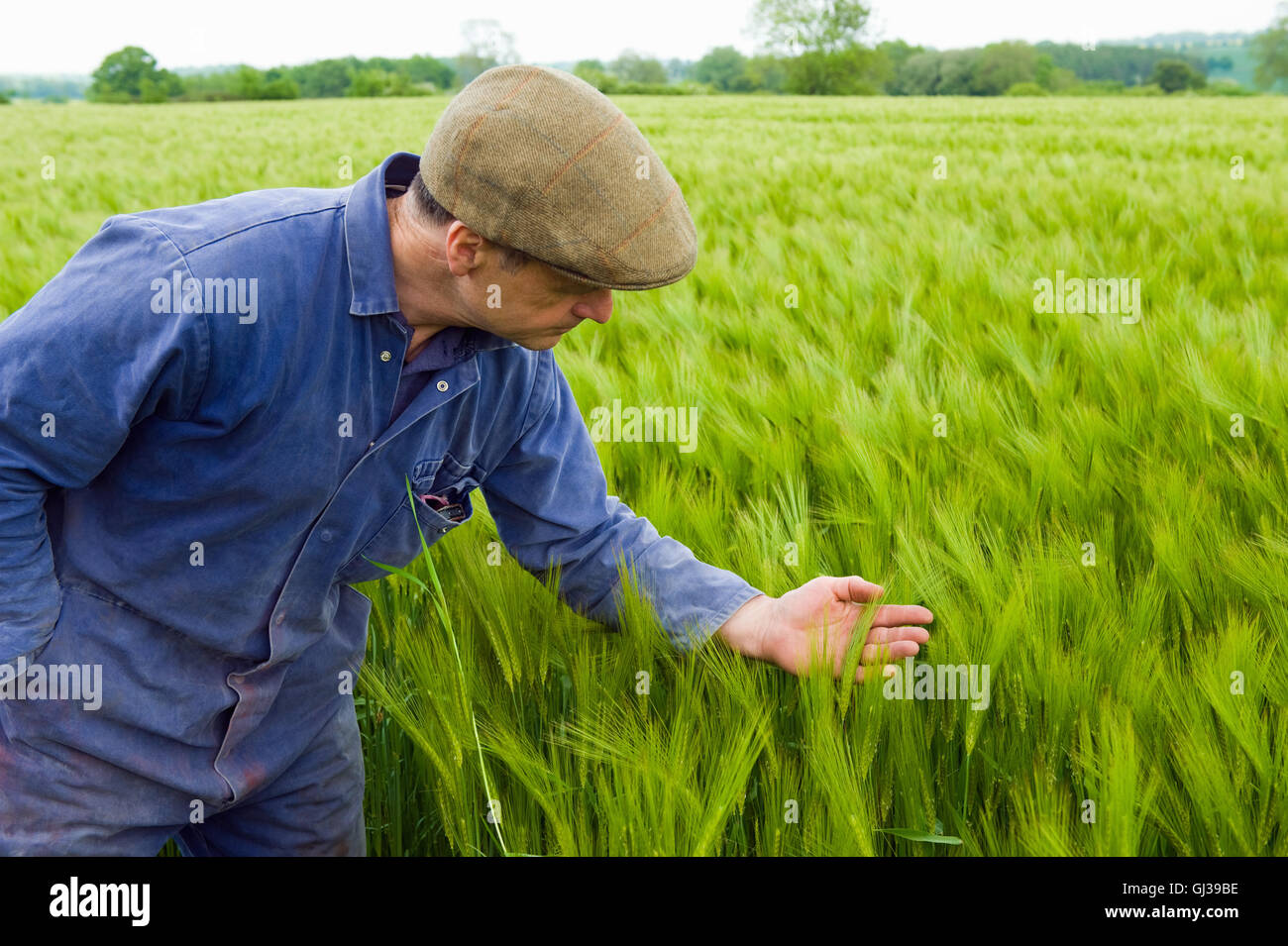 Agricoltore ispezione verde campo di orzo Foto Stock