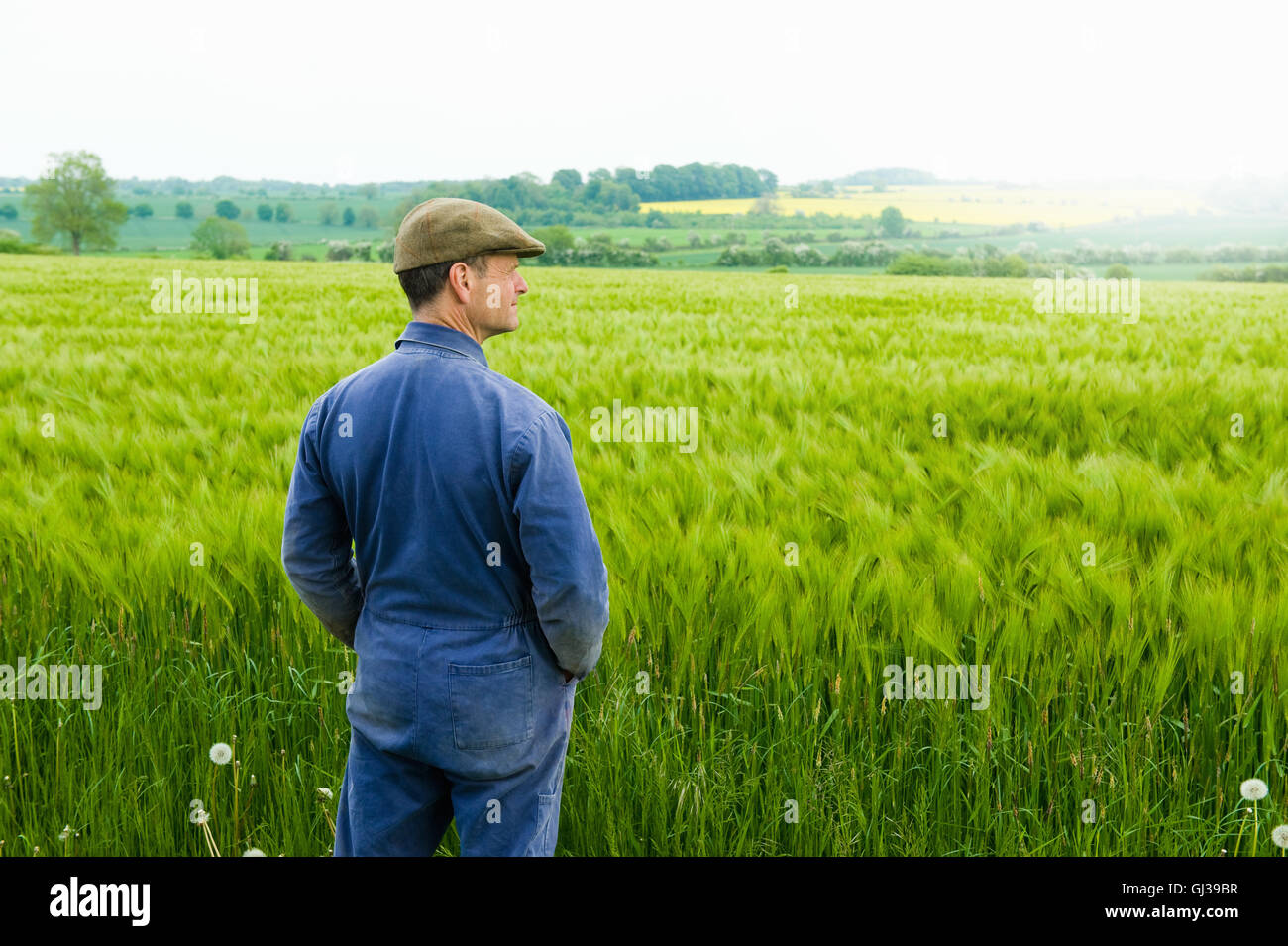 L'agricoltore che affaccia sulla verde campo di orzo Foto Stock