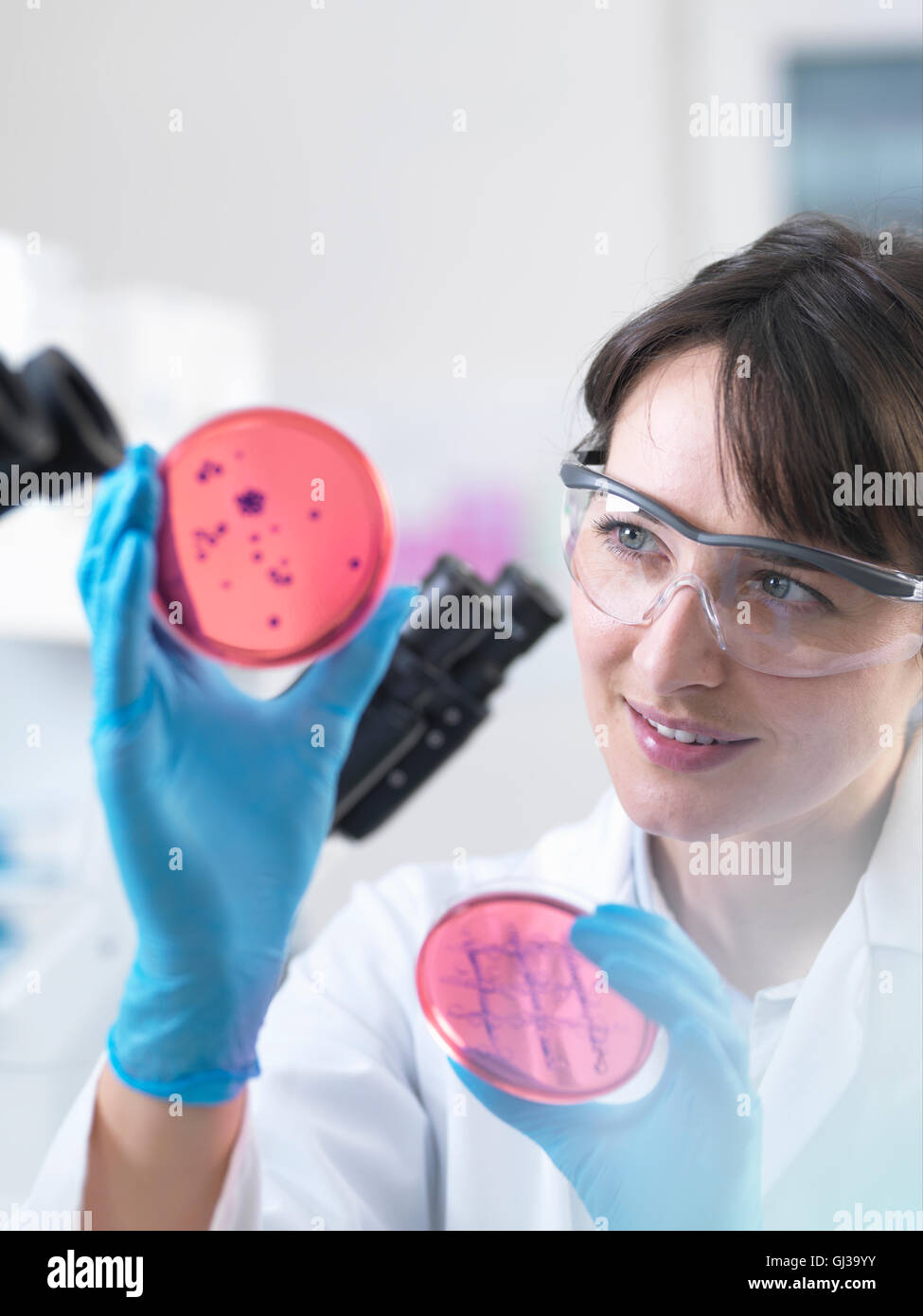 Scienziato esaminando piastre Petri contenenti coltura batterica cresciuti in laboratorio Foto Stock