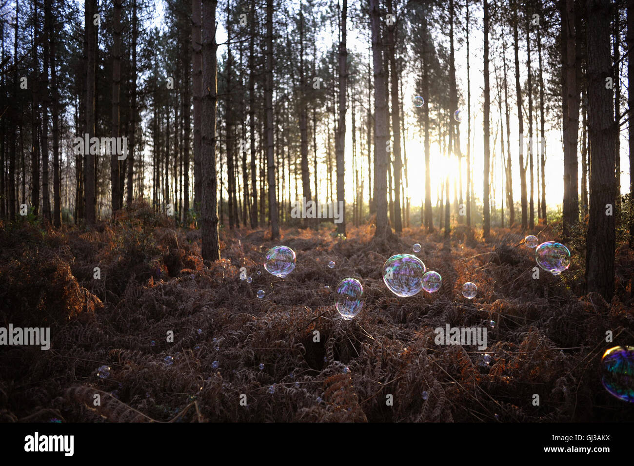 Bolle galleggianti in foresta Foto Stock