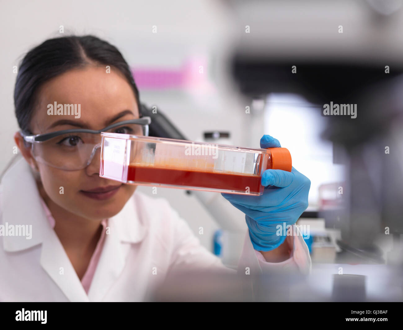 Donna scienziato esaminando le colture cellulari che cresce in un vaso di coltura in laboratorio Foto Stock