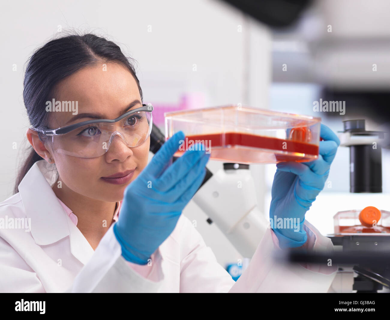 Donna scienziato esaminando le colture cellulari che cresce in un vaso di coltura in laboratorio Foto Stock