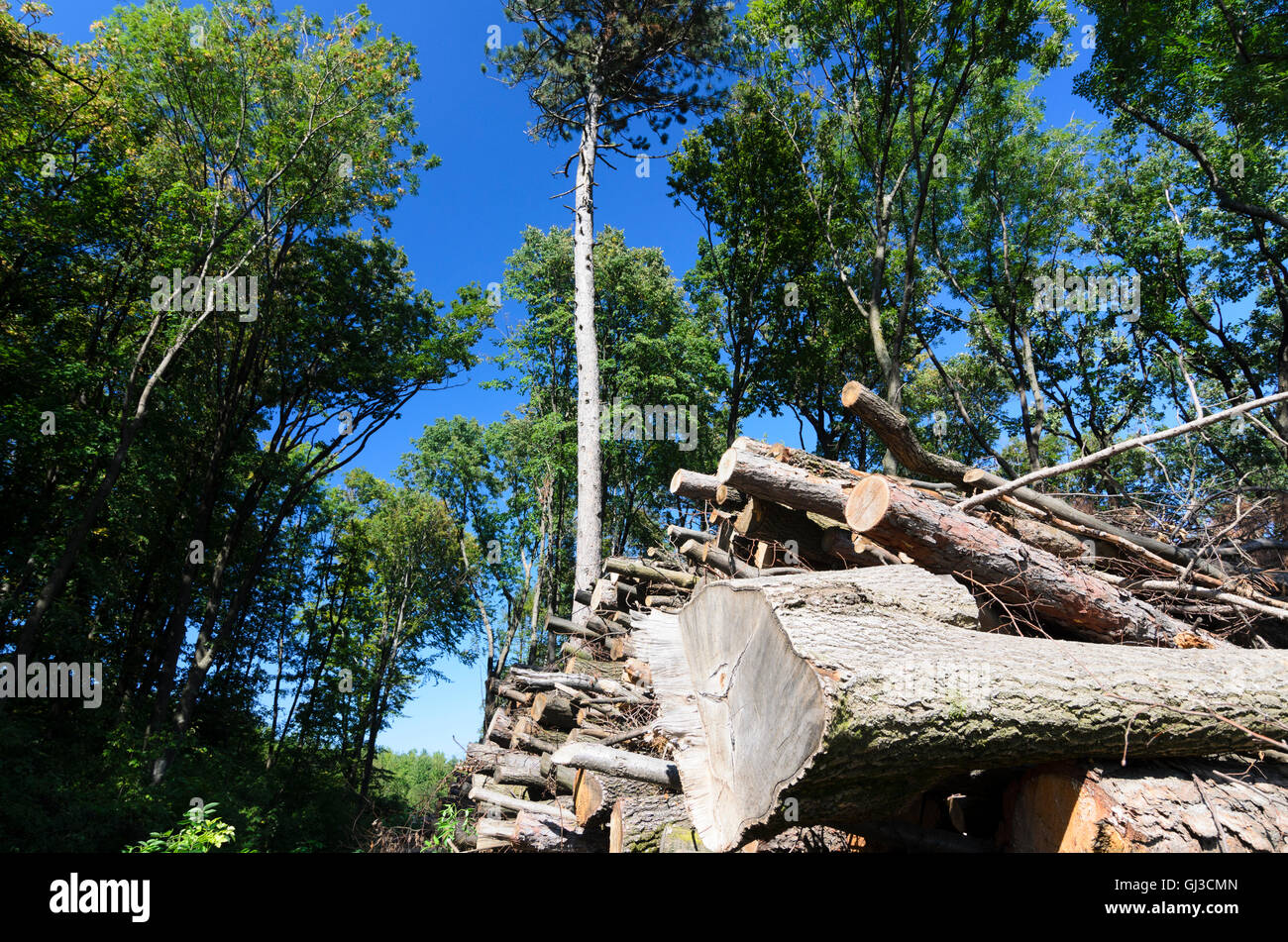Gumpoldskirchen: abbattuto tronchi di alberi nel bosco di Vienna, Austria, Niederösterreich, Bassa Austria, Wienerwald, boschi di Vienna Foto Stock