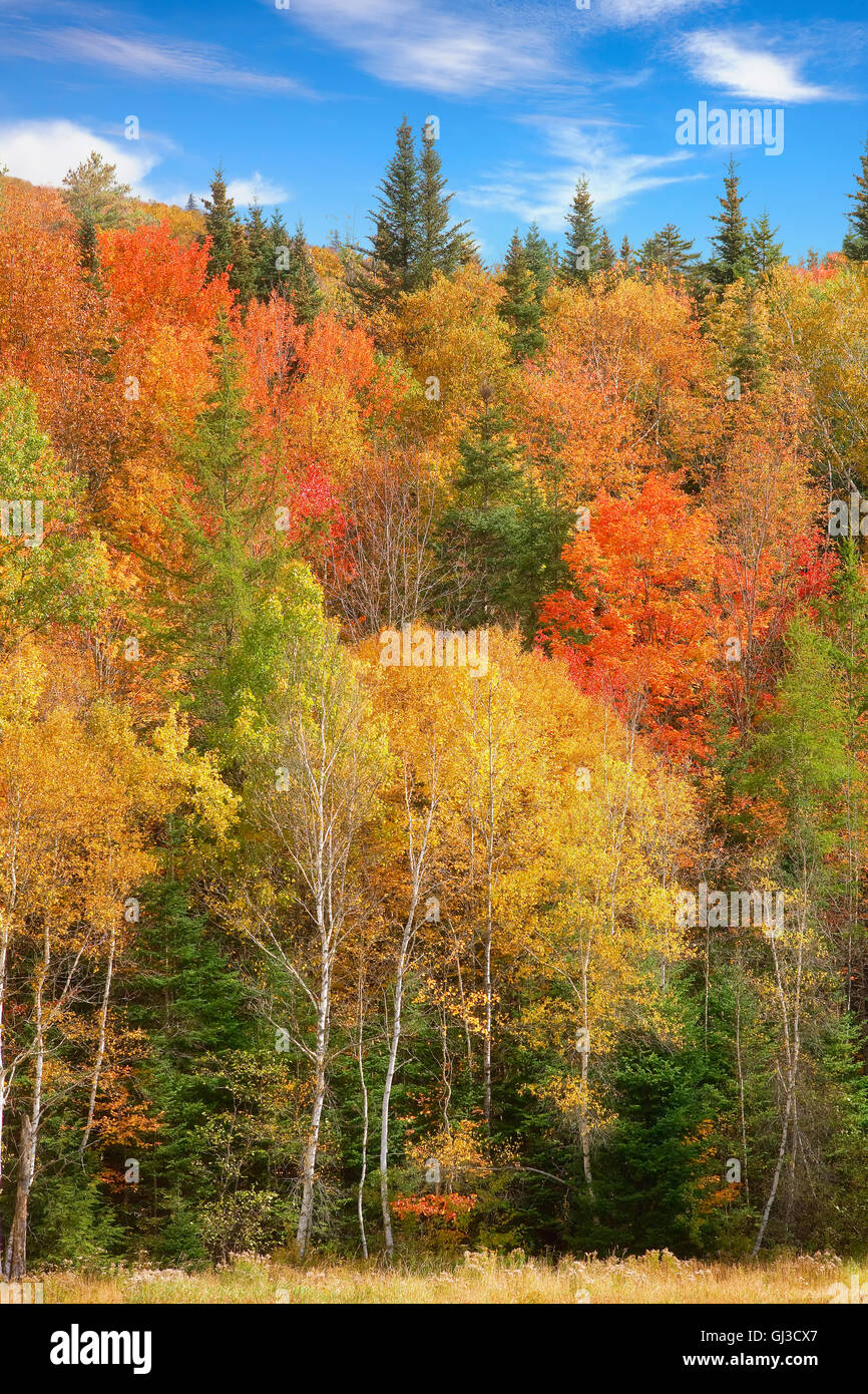 Foresta Vicino a Woodstock, Vermont, USA Foto Stock