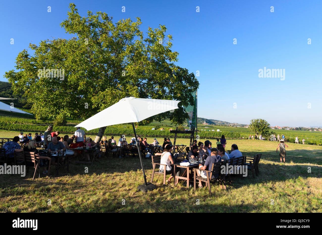 Gumpoldskirchen: Festa del vino nella vigna, vigneti, Austria, Niederösterreich, Bassa Austria, Wienerwald, boschi di Vienna Foto Stock