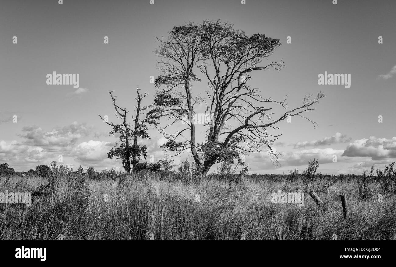 B&W immagine della struttura ad albero di invecchiamento e di alti. graminacee selvatiche accanto alla riva del fiume scafo su una multa, tarda mattina d'estate. Foto Stock