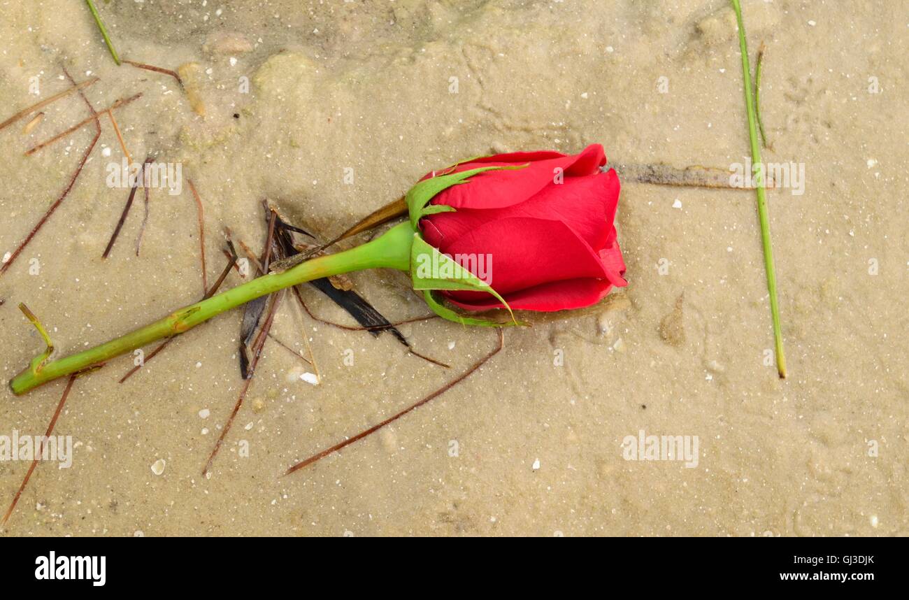 Una sola rosa rossa lavata fino in spiaggia con mare erba in Florida. Foto Stock