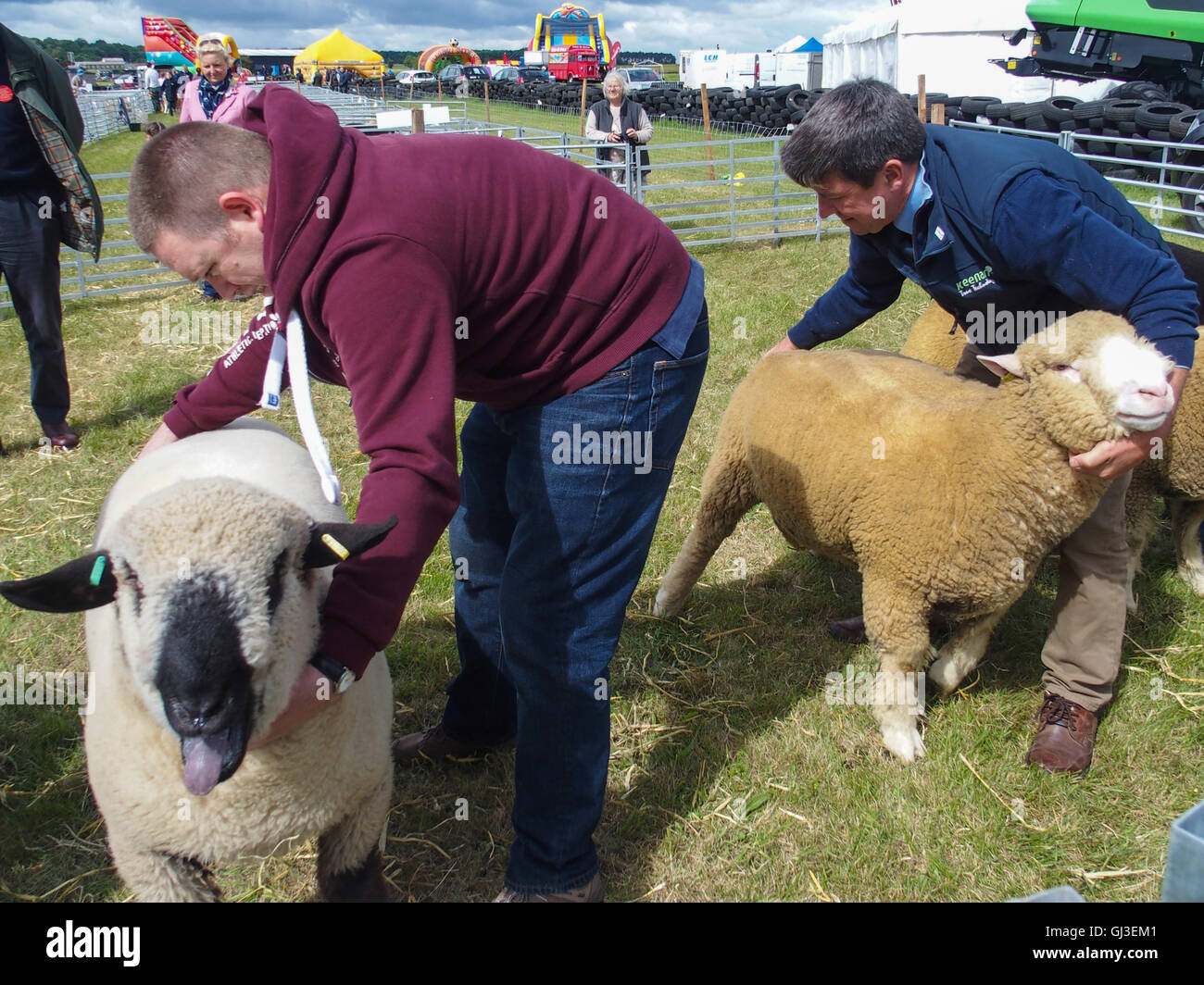 A giudicare le pecore, Haddington Visualizza, East Fortune, East Lothian Foto Stock