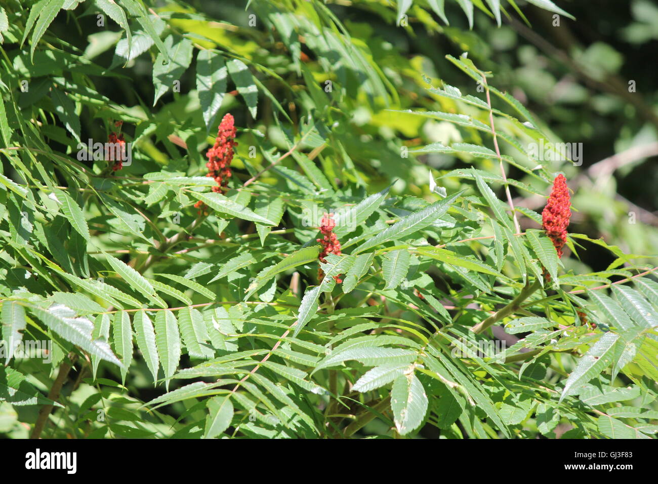 La Staghorn sommacco rosso e Bob cresce accanto a una strada di campagna. Si è trovato in N.E. e midwestern Stati Uniti, S.E. Ontario Foto Stock