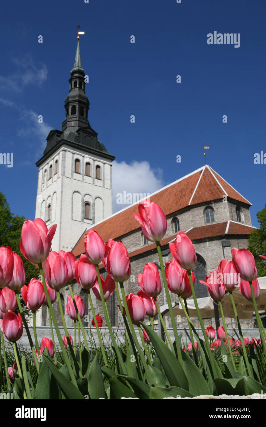 Niguliste Chiesa e tulipani. Questa chiesa è una famosa sala concerti per la sua superba acustica e organo performance sono detenute t Foto Stock