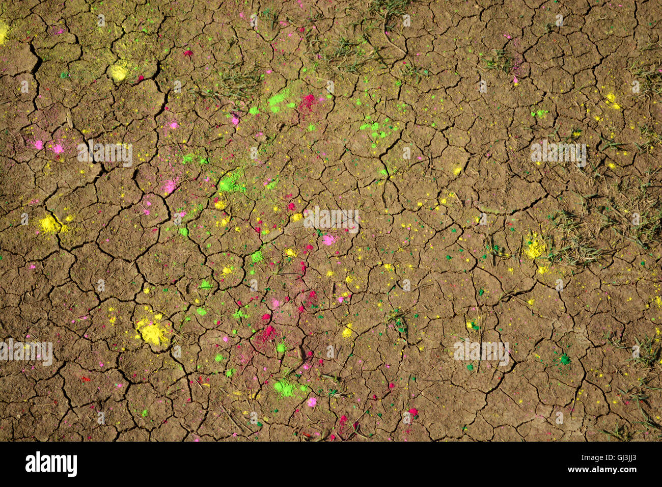 Campo colorato. polvere colorata sul secco campo incrinato durante il festival del colore in India. Foto Stock