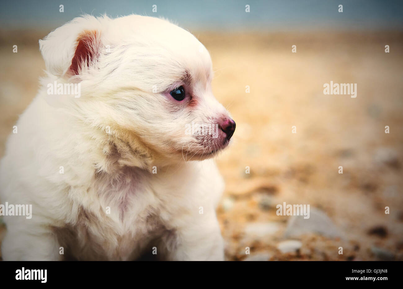 Piccolo cucciolo seduto sulla spiaggia Foto Stock