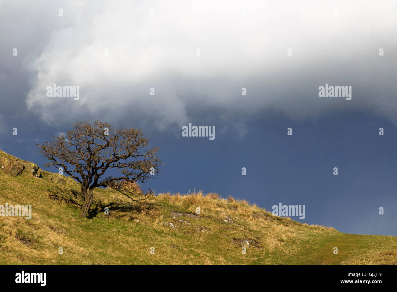 Un albero solitario e stordito affronta un'imminente tempesta a Walltown Crags, il Vallo di Adriano, Northumberland, Inghilterra Foto Stock
