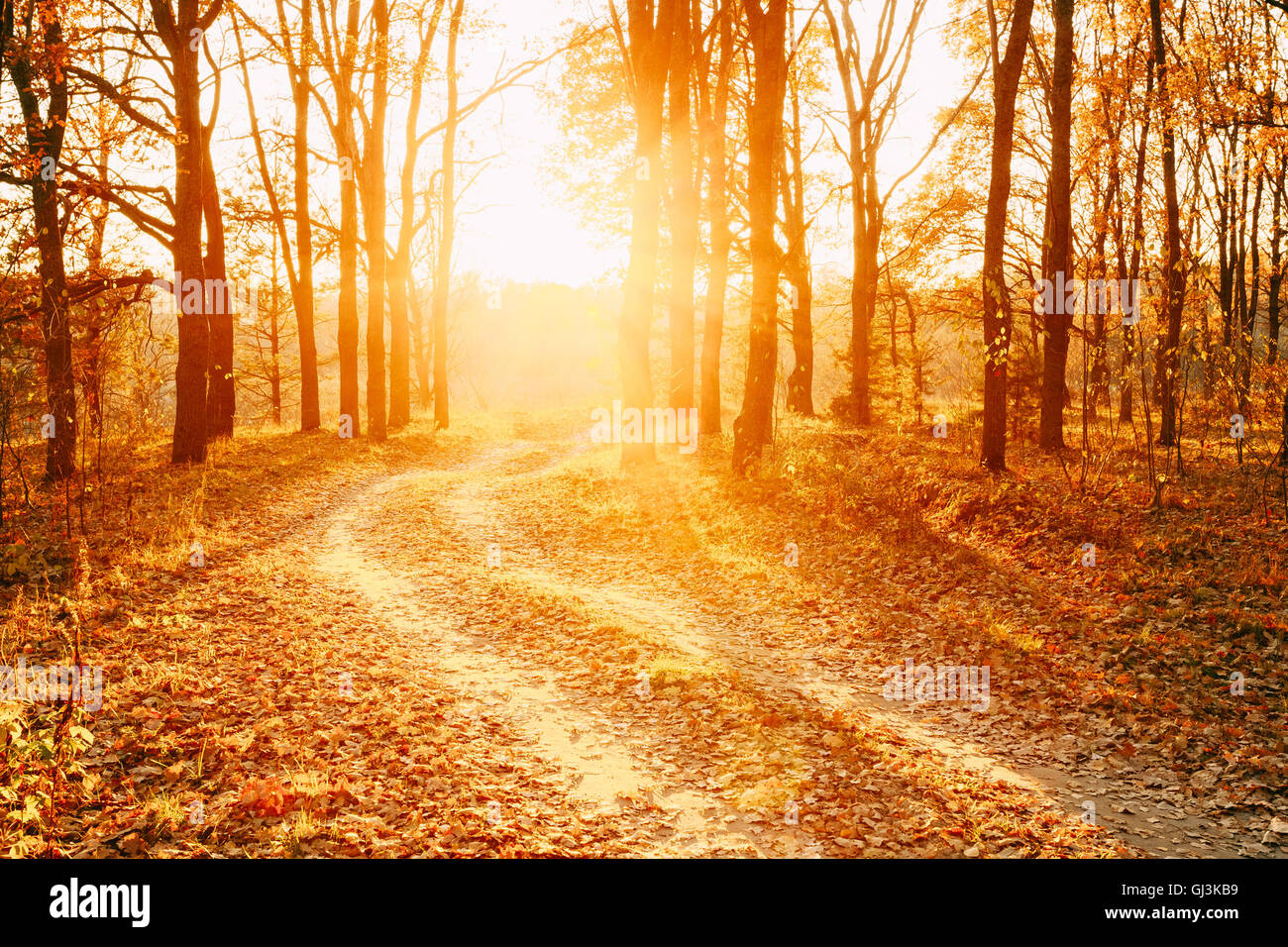 Campagna di avvolgimento percorso stradale sentiero attraverso la foresta di autunno. Sunset Sunrise. Nessuno. Strada gira al sole nascente. Foto Stock