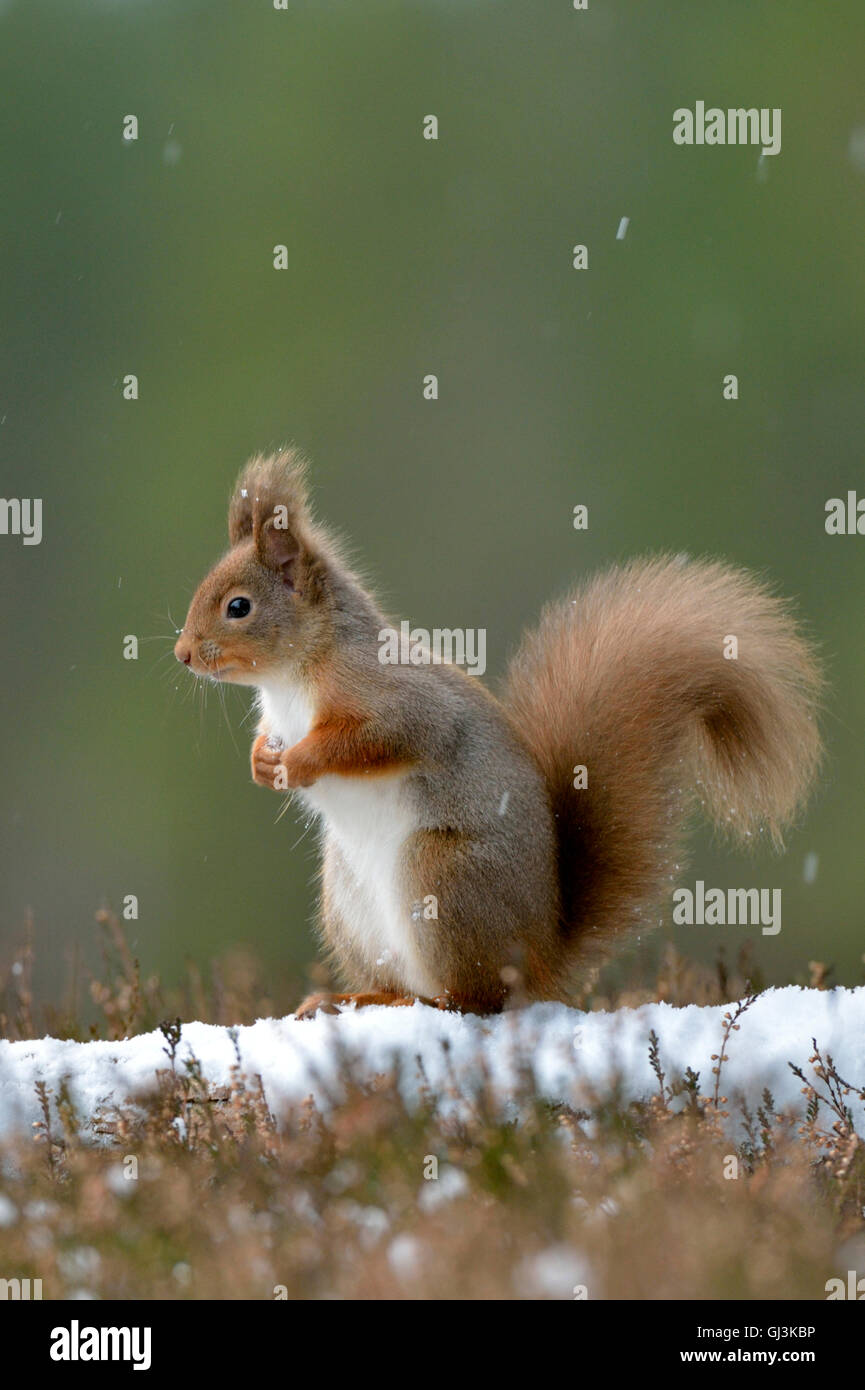 Red scoiattolo (Sciurus vulgaris) Foto Stock