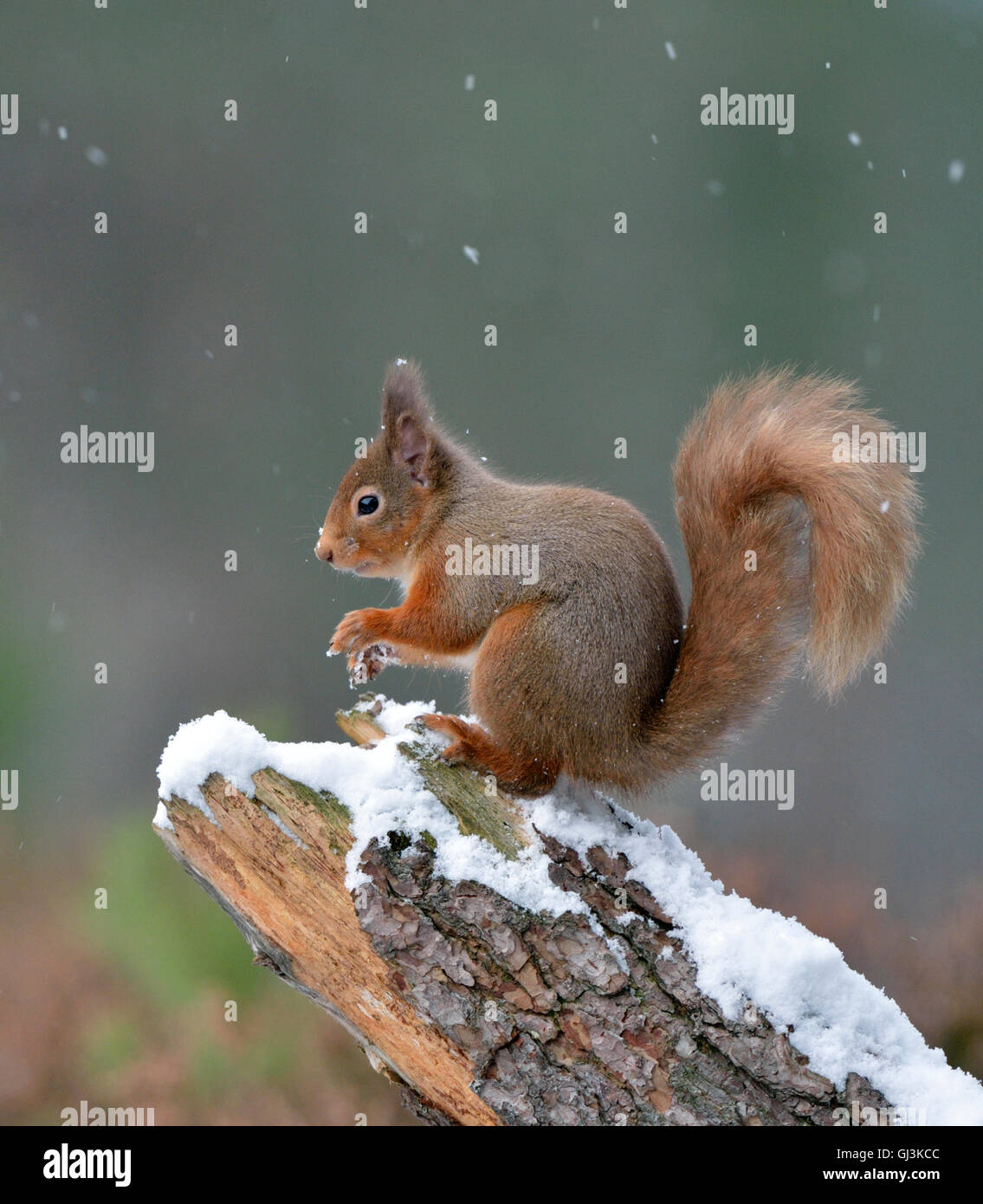 Red scoiattolo (Sciurus vulgaris) Foto Stock