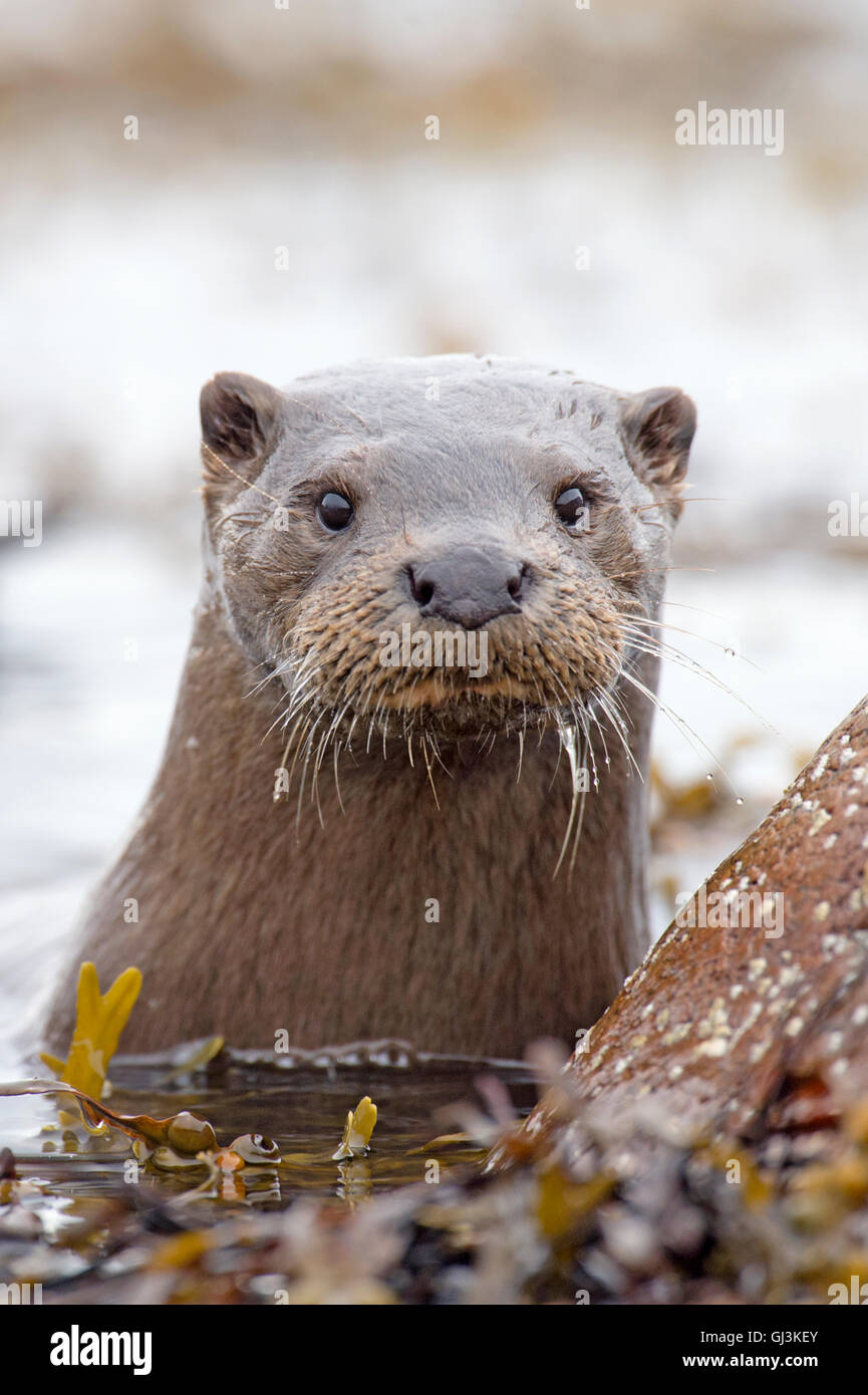 Lontra europea (Lutra lutra), Regno Unito Foto Stock