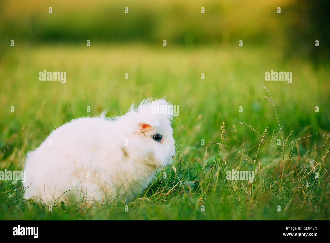 Carino Lop-Eared Nana decorativo Snow-White in miniatura soffice Coniglio Coniglio di razza mista con gli occhi blu in seduta in verde brillante Gras Foto Stock
