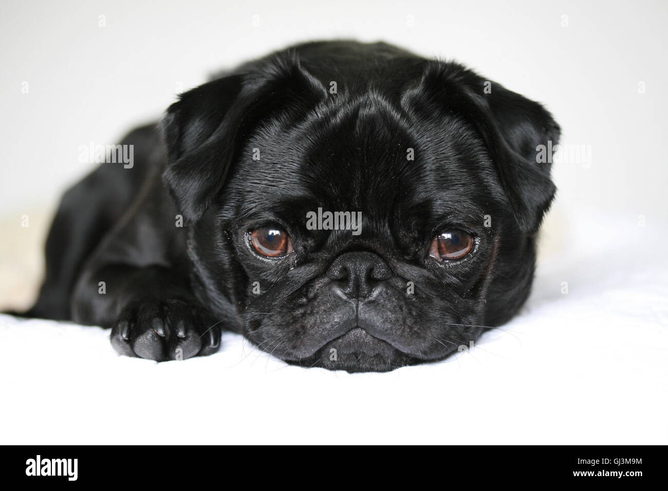 Carino il nero pug dog, 2 anno vecchio pug maschio Foto Stock