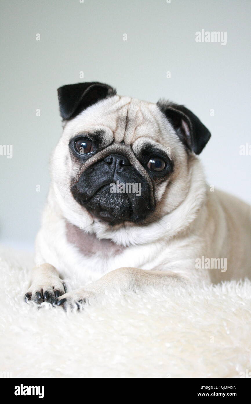3 anno vecchio fawn lady pug in posa su un tappeto di pelle di pecora Foto Stock
