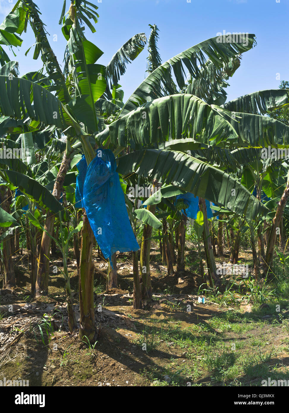 dh Roseau Valley piantagione ST LUCIA CARIBBEAN Banana piantagioni sacchi di plastica blu proteggere mazzi di banane campo vegetale Foto Stock