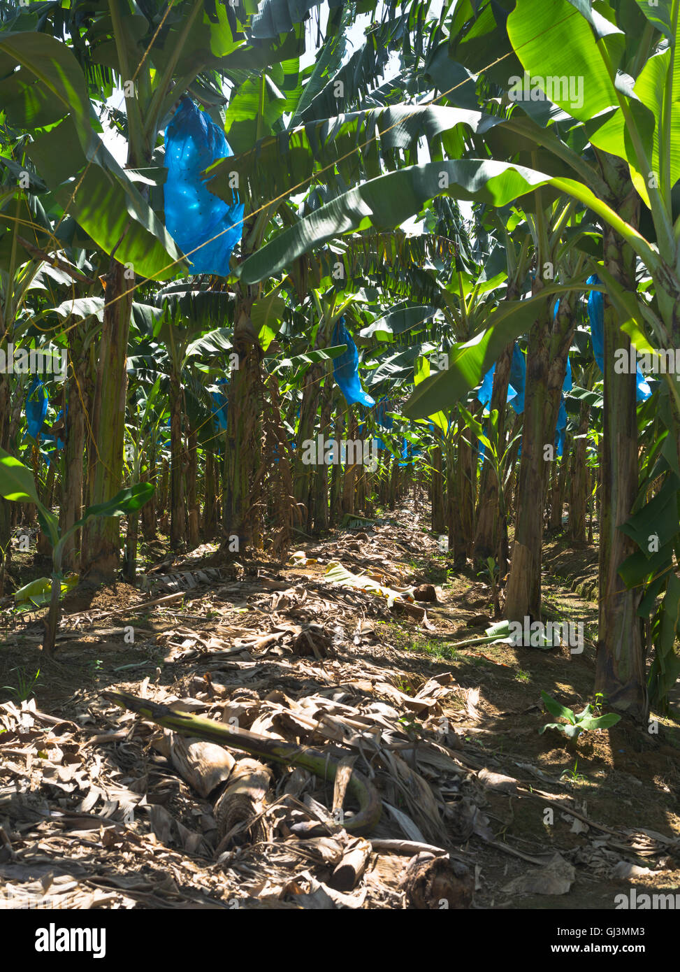 dh Roseau piantagione valle ST LUCIA CARAIBI sacchetti di plastica blu proteggere grappoli di banane allevamento banana campo agricolo Foto Stock