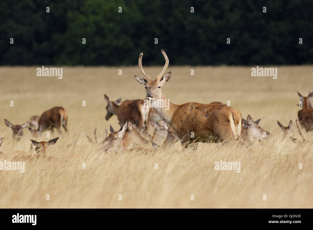 Giovani Red Deer feste di addio al celibato o pricket (Cervus elaphus) con allevamento in erba lunga Foto Stock