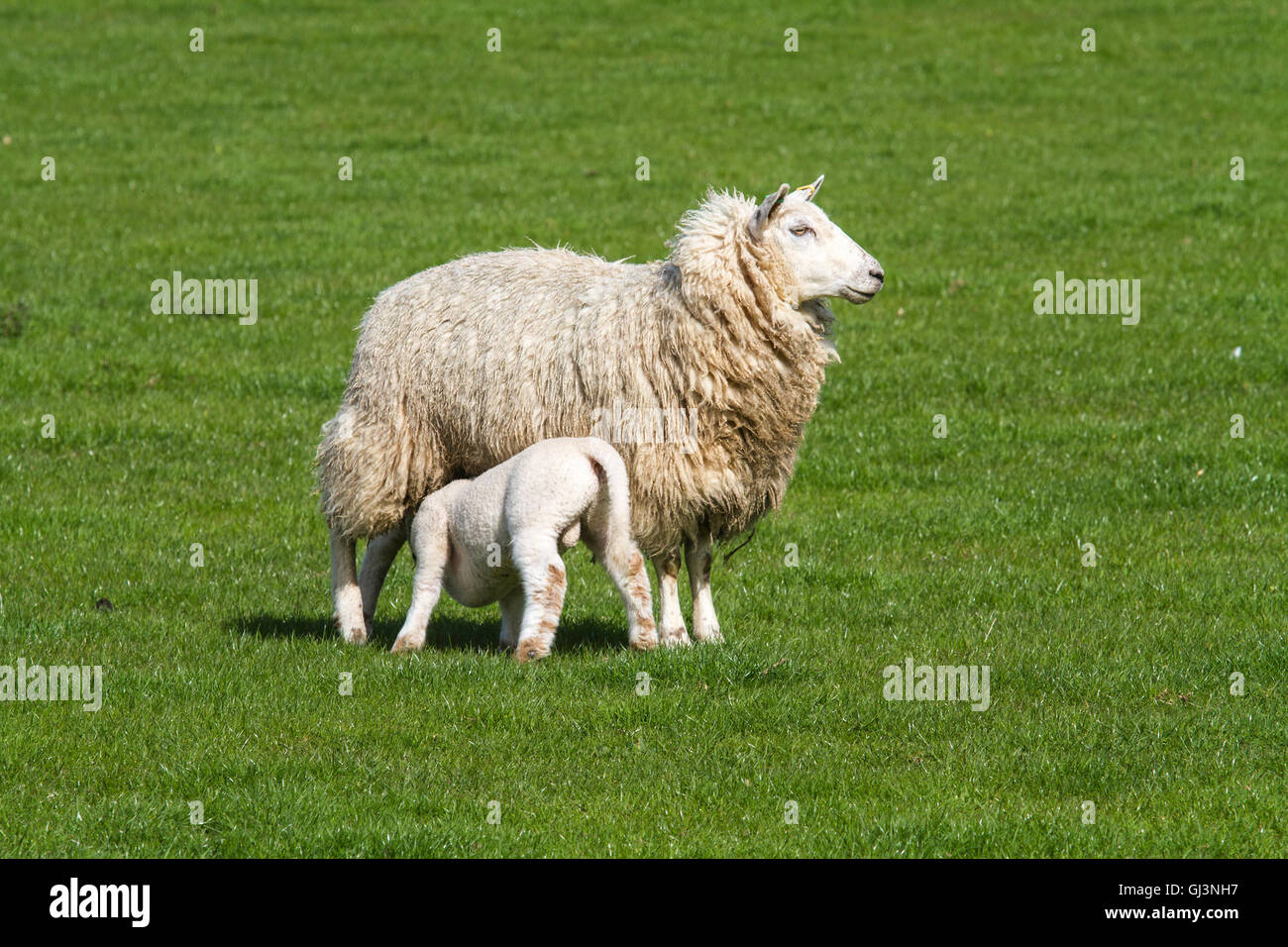 Pecora che allattano una singola ram agnello in un campo in una giornata di sole Foto Stock