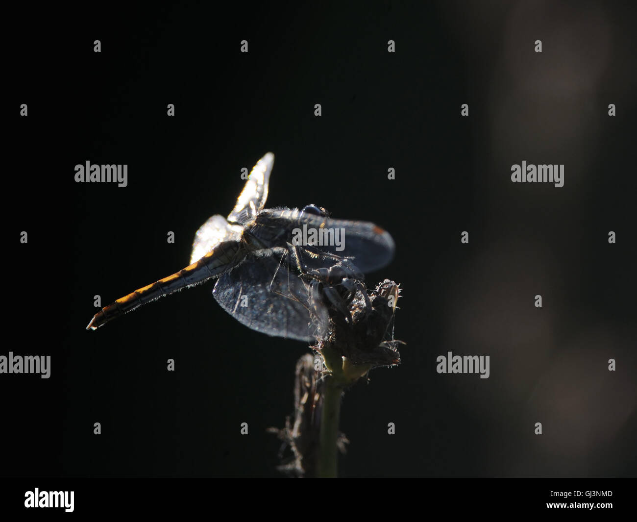 Libellula palissonatrice Vagrant darter (Sympetrum vulgatum). Regione di Kaluga, Russia Foto Stock