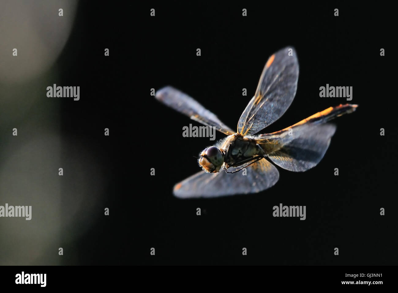 Flying dragonfly Vagrant darter (Sympetrum vulgatum). Regione di Kaluga, Russia Foto Stock