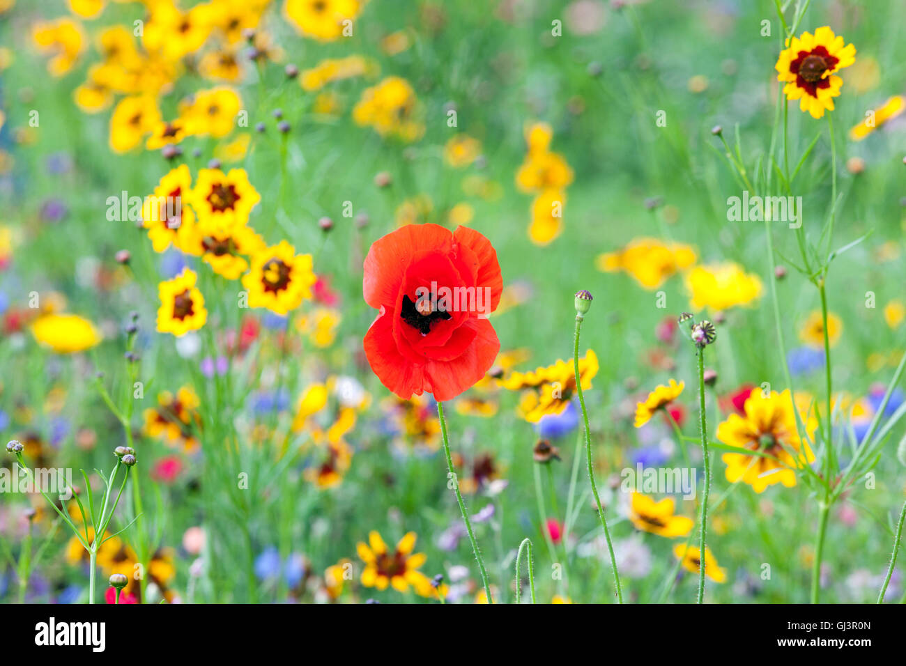 Papavero di fiori rossi roe di papavero e semi di zecche dorati o calliopsi, tinctoria Coreopsis, papavero rosso misto annuale Foto Stock