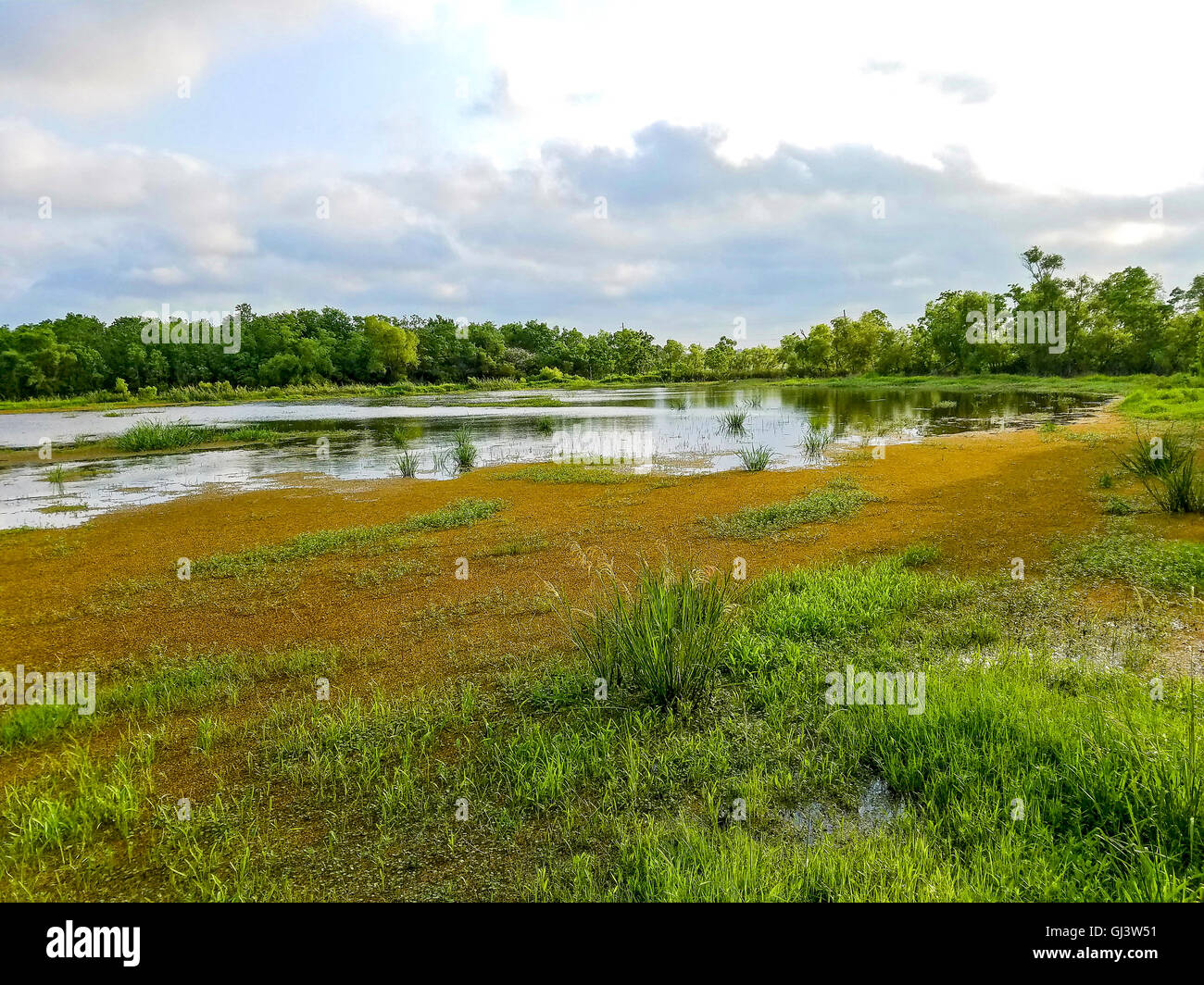 Vista da Cameron Prairie National Wildlife Refuge center boardwalk. Ottimo posto per vedere gli uccelli. In Louisiana. Foto Stock